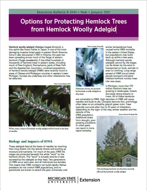 Options for Protecting Hemlock Trees from Hemlock Woolly Adelgid - MSU Extension