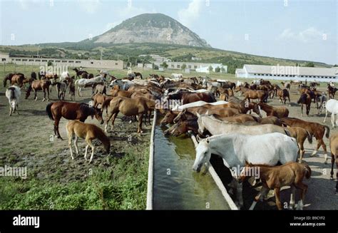 Horses of the Tersk stud farm Stock Photo - Alamy