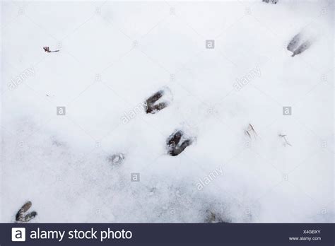 Deer Tracks In Snow High Resolution Stock Photography and Images - Alamy