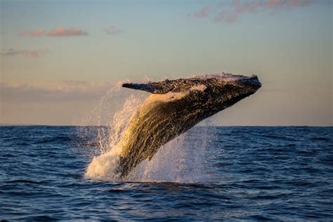 Your Guide to Whale Watching in Newport, Oregon - Embarcadero Resort