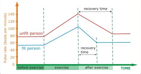 What Is The Effect Of Exercise On The Heart Rate – Online degrees