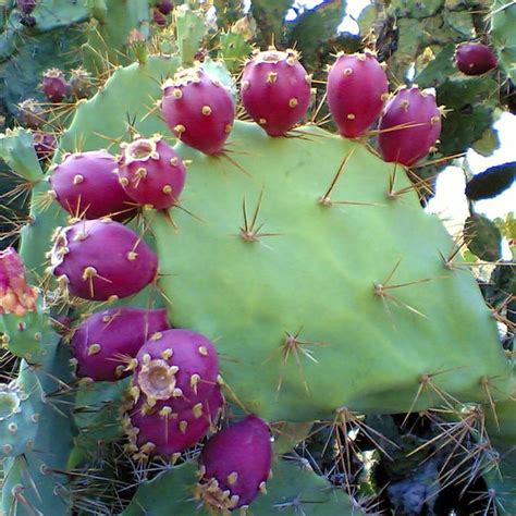 Prickly Pear Cactus Seeds opuntia Stricta 5seeds in Frozen - Etsy