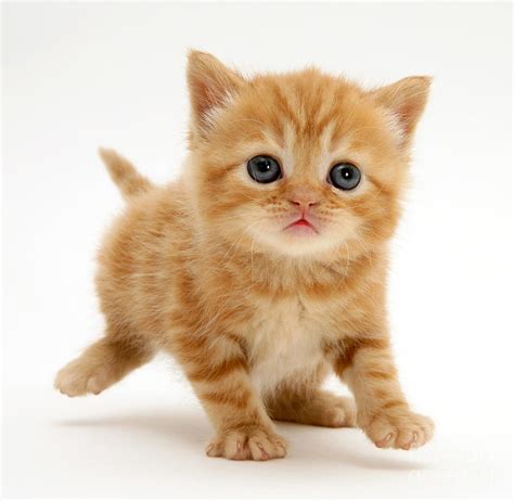 British Shorthair Red Tabby Kitten Photograph by Jane Burton