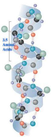 Alpha Helix Structure | Beta Sheet, Hydrogen bonds & Proteins - Video ...