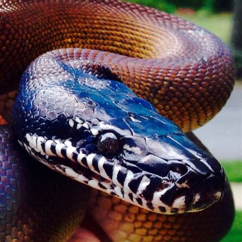 White lipped Python | Reptiles and amphibians, Reptiles, Amphibians