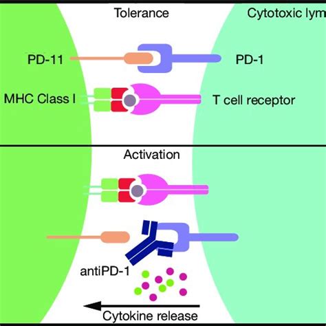 A schematic overview of adoptive T cell transfer or TIL therapy. The... | Download Scientific ...