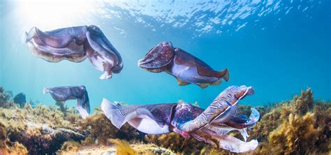 The giant cuttlefish mating season in South Australia - Oceanographic - Oceanographic