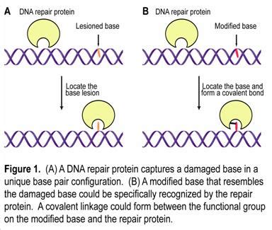 DNA Repair