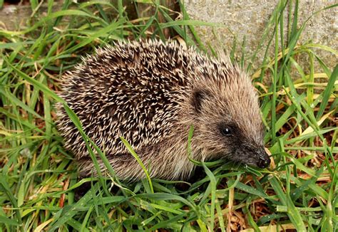 Hedgehog Breeds