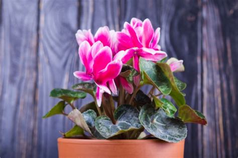 15 Stunning Low Light Flowering Indoor Plants - Smart Garden Guide