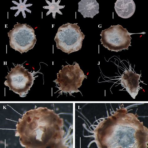 (PDF) Life Cycle Reversal in Aurelia sp.1 (Cnidaria, Scyphozoa)