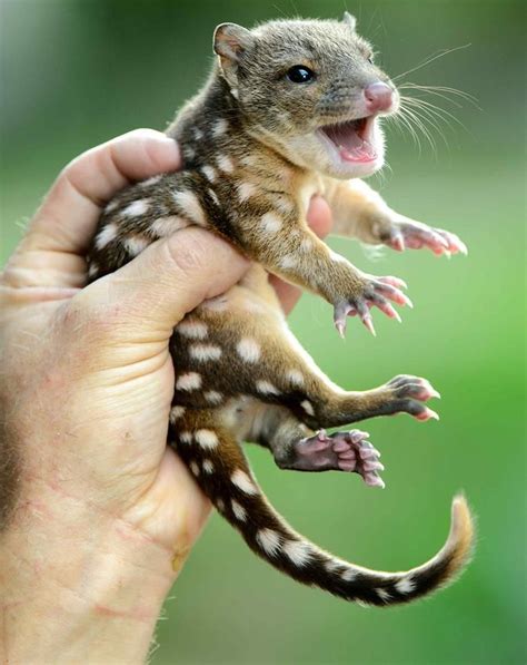 Baby spotted quoll - carnivorous marsupial native to mainland Australia, New Guinea, and ...