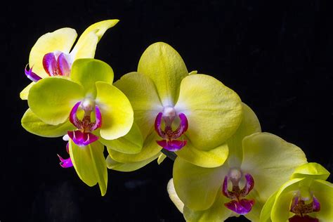 Yellow Orchids Photograph by Garry Gay | Pixels