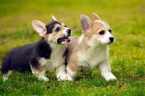 Corgi Puppy Wallpapers - Wallpaper Cave