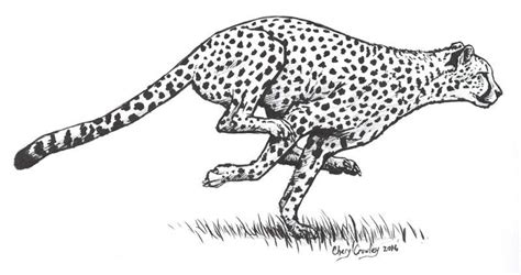 Inktober Day 1 Cheetah Running by silvercrossfox on DeviantArt | Cheetah drawing, Sketches ...