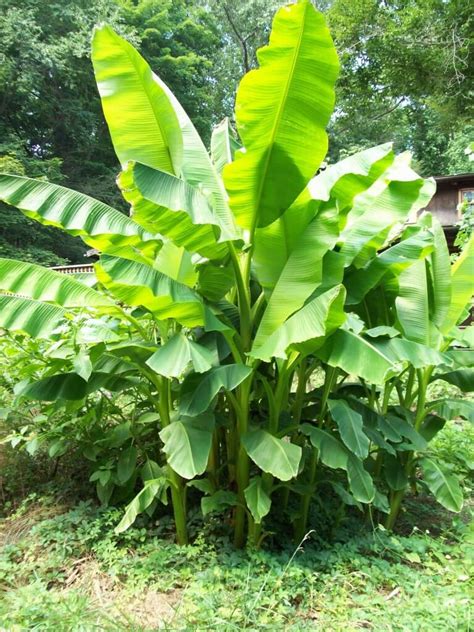 Japanese Banana, The Only Cold Hardy Banana Tree, But There Is A Catch - Eat The Planet