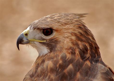 Images Gratuites : la nature, aile, faune, le bec, Naturel, aigle ...