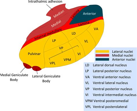 Thalamus: Anatomy