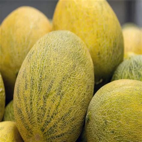 Buy 50 Pcs Yubari King Melon Seeds | Free Shipping