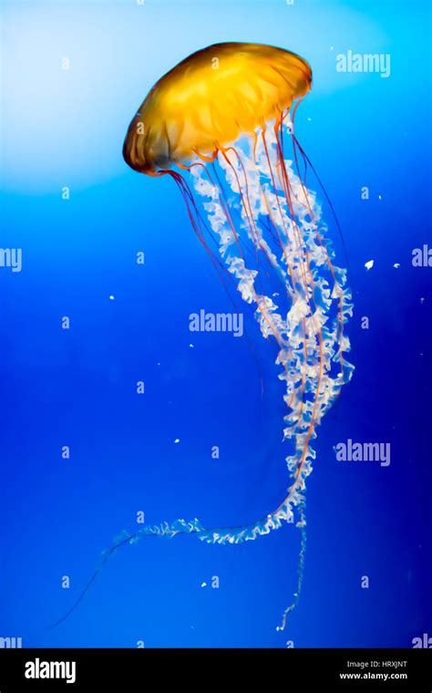 Yellow jellyfish hi-res stock photography and images - Alamy