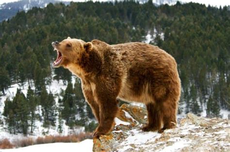 When Did The California Grizzly Bear Go Extinct? - A-Z Animals