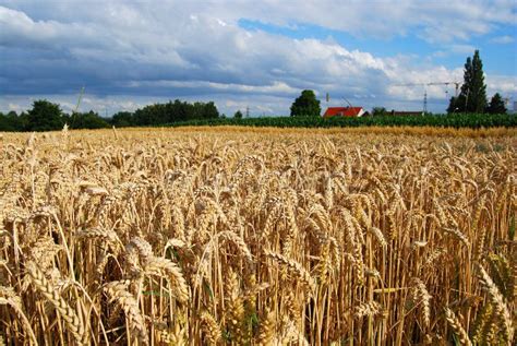 Wheat Field And Farm House Royalty Free Stock Images - Image: 6905299