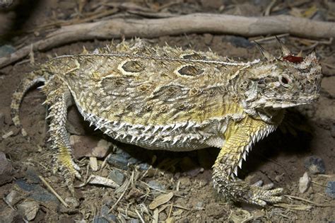 Texas Horned Lizard