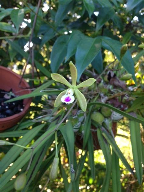 Butterfly/Tampa Orchid-Encyclia Tampensis | Orchids, Plants, Flowers