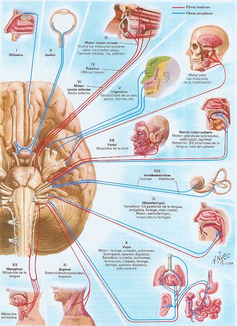 Recursos Bibliográficos y Novedades Médicas: RESUMEN DE PARES CRANEALES (EN IMAGENES)