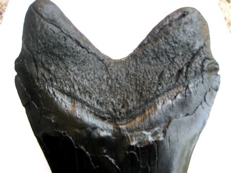 Megalodon Shark Tooth Replica 3 Inches Long Black Resin Model ...