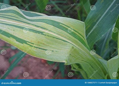 Sweet Corn Disease, Downy Mildew Stock Image - Image of life, agriculture: 106827571