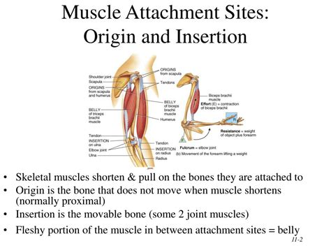 PPT - Chapter 11 The Muscular System PowerPoint Presentation, free ...