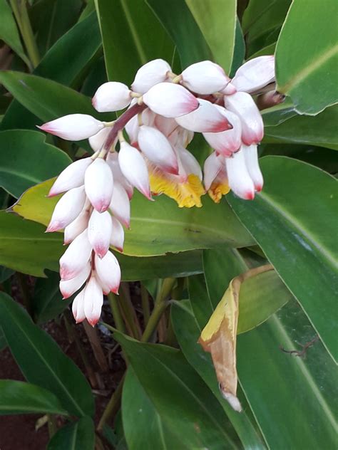 Alpinia zerumbet (Pers.) B.L.Burtt & R.M.Sm. | Plants of the World Online | Kew Science