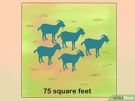 How to Care for Pygmy Goats (with Pictures) - wikiHow