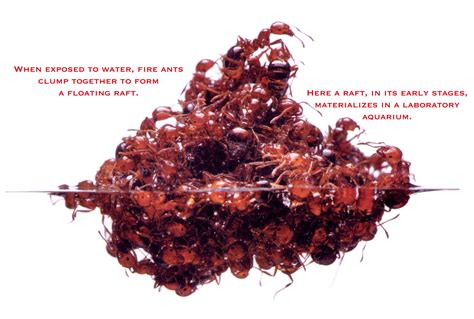 Fire Ants Extermination | Pest Control of Bed Bugs, Fleas and Cockroaches.