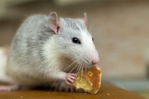 Premium Photo | White domestic rat eating bread