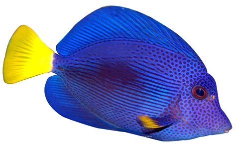 Fish Species | Aquatic Perfection