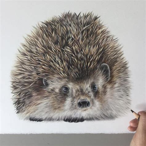 Colored Pencils Realistic Animal Drawings | Realistic animal drawings ...