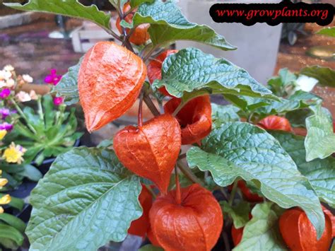 Physalis alkekengi - How to grow & care