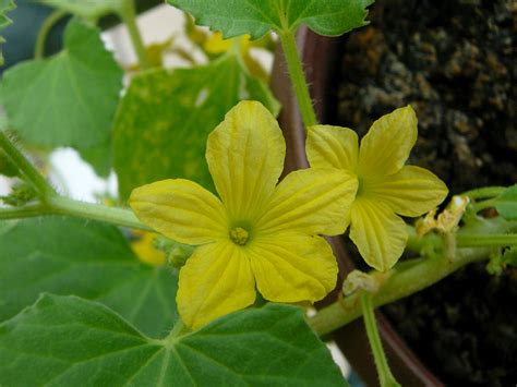 My Apartment Garden: Armenian Cucumber