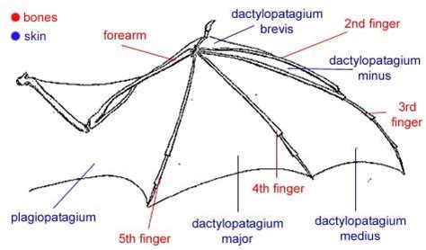 Bat wing anatomy