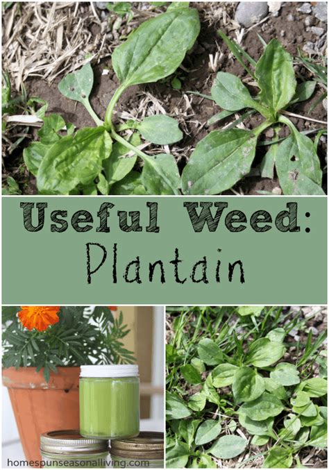 Useful Weed: Plantain