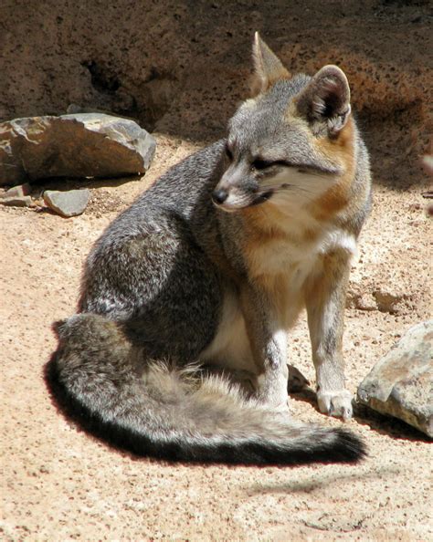 Arizona-Sonora Desert Museum, Tucson, Arizona - Travel Photos by Galen ...