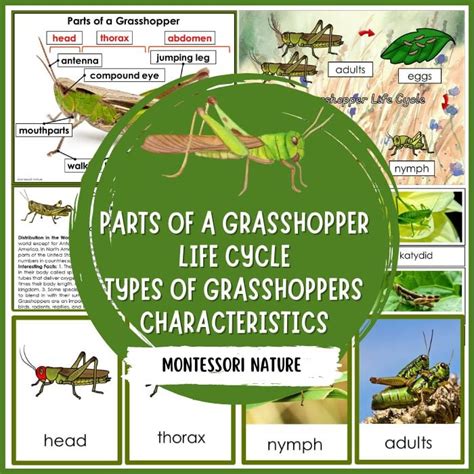 50 Unbelievable Interesting Facts About Grasshoppers: Ultimate Guide 2024