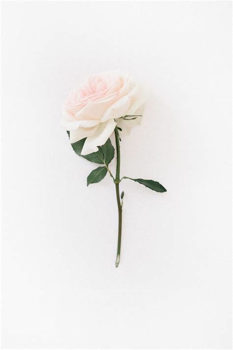 √ Tumblr White Roses