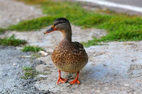 21 Birds That Can Dive Underwater (Photos & Facts) - Bird Nature