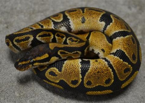 Baby Ball Pythons