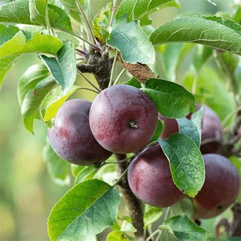 Malus domestica 'Blue Moon' | Upright Cordon Apple Tree | Fruit Tree | 4-5ft