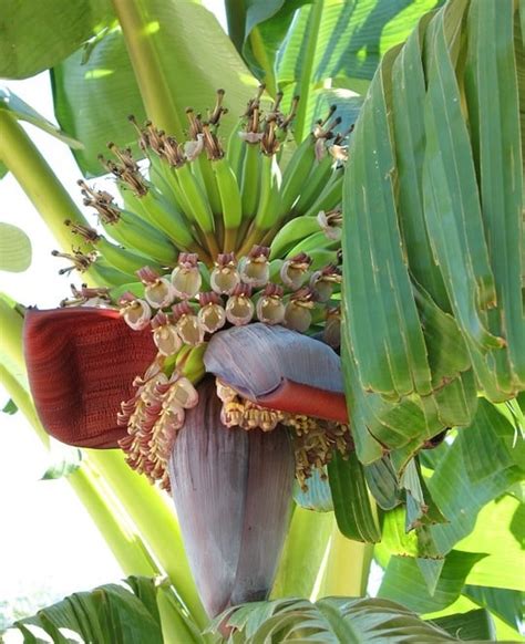 Growing Banana In Containers, Pots, Backyards | Agri Farming