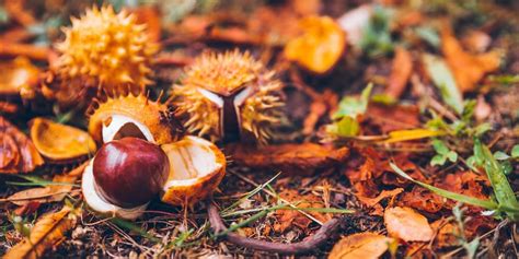 Conkers Are Toxic To Dogs | YuMOVE